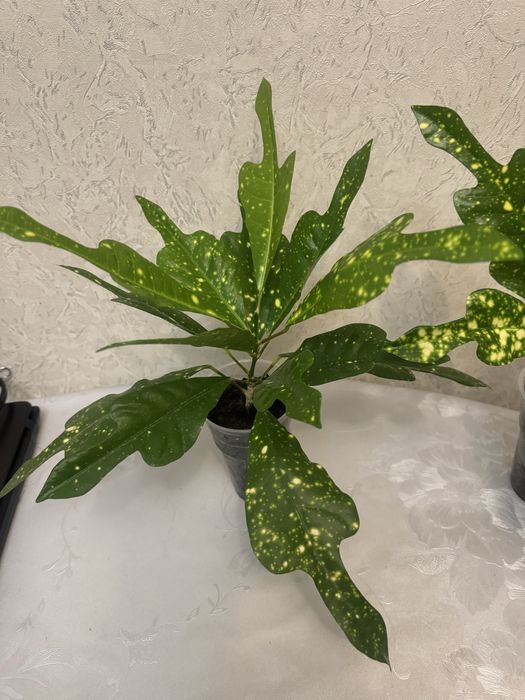 Продам Кротончики