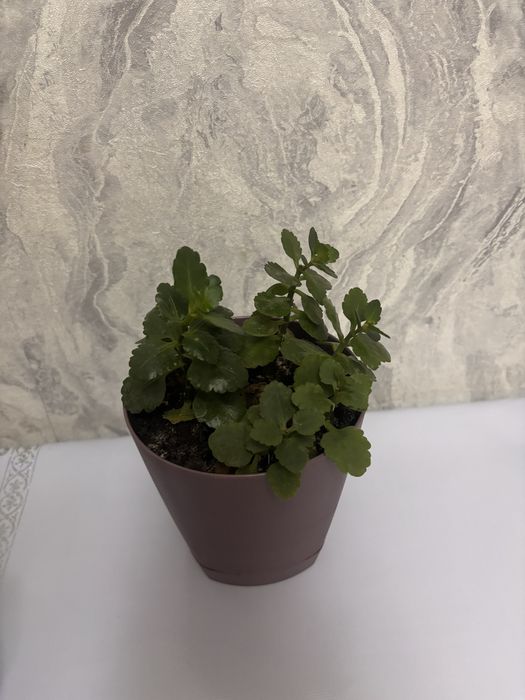 Цветы по 1000 распродажа