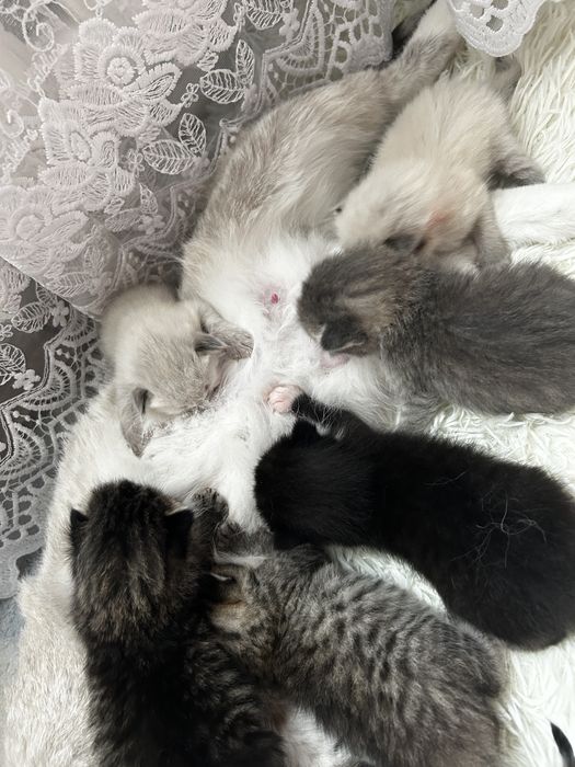 Продаются котята
