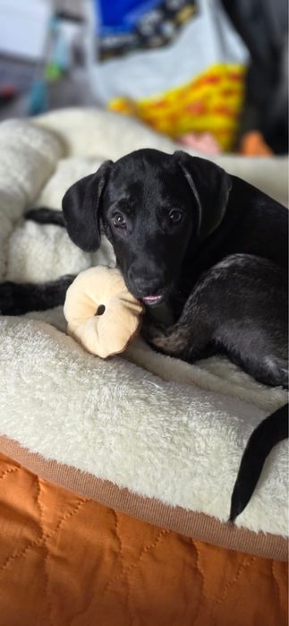 Щенки в поиске дома