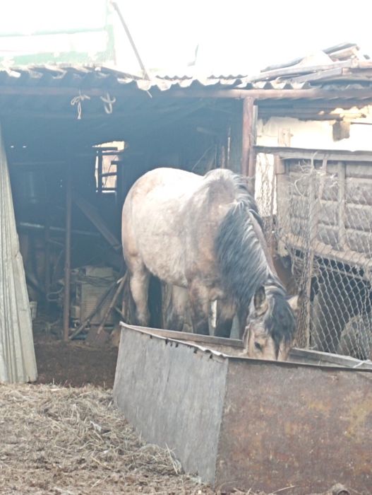 Лошадь жылкы айгыр