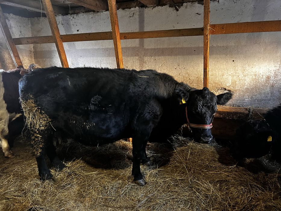 Vând vacă cu tot cu vițel