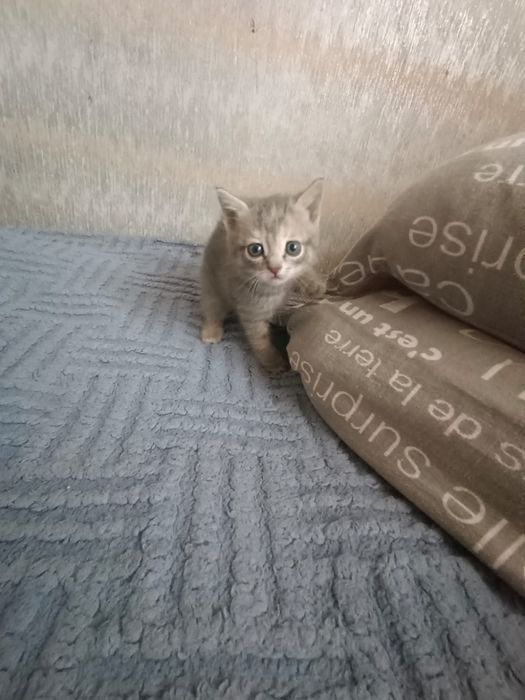 Продам срочно котят