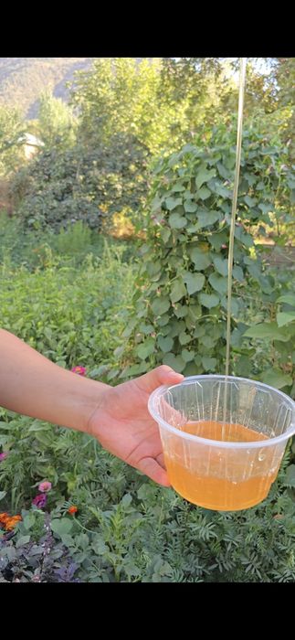 Toza hsor tog' asali