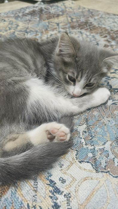 Отдам котенка бесплатно.