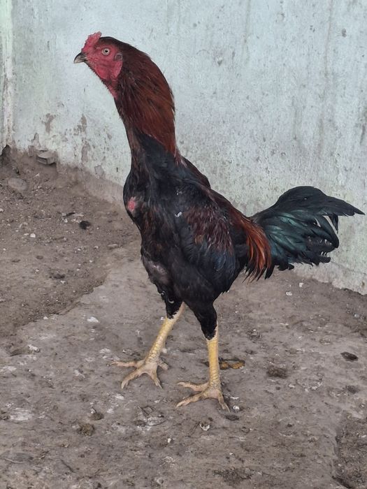 Дакан қораз сатылады.