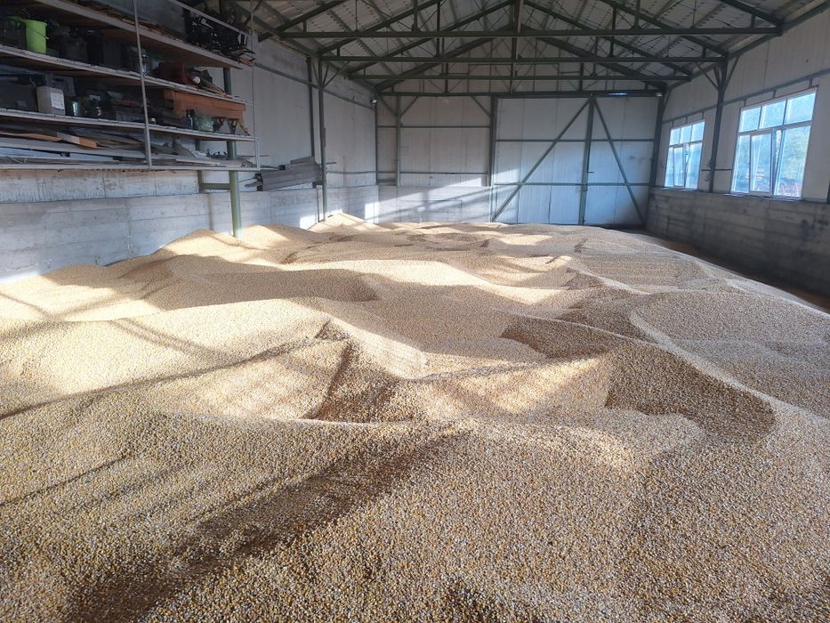 Vand porumb boabe, floarea soarelui,  lucerna