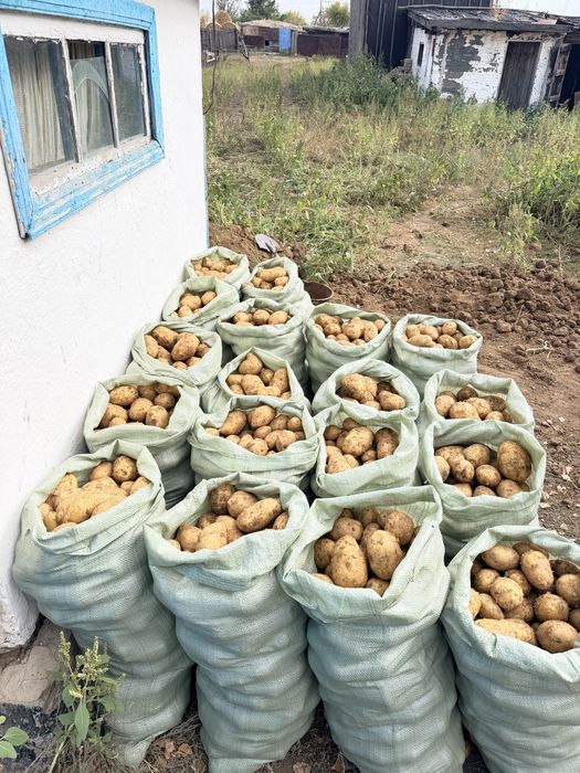 Продаётся картошка урожай 2026