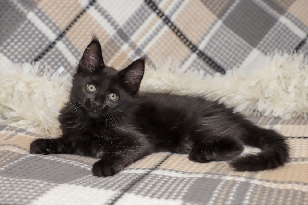 Котик породы мейн кун классик