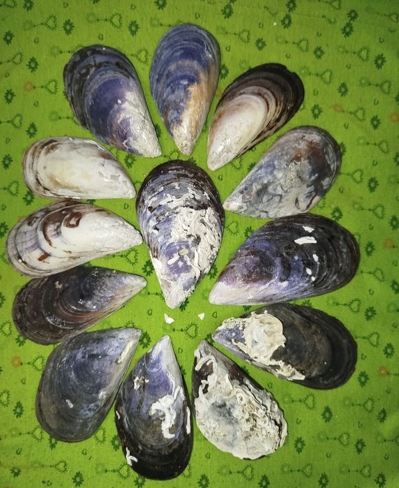 Ракушки натуральные