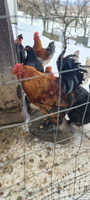 Cocoși de vânzare