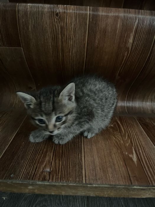 Отдам котят в добрые руки!