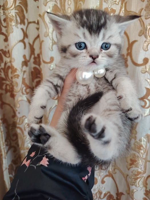Продаются шикарные котята