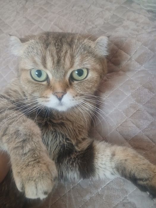 Котята Шотландцы