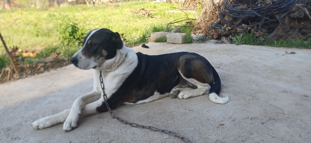 Alabay urg'ochi 3yosh