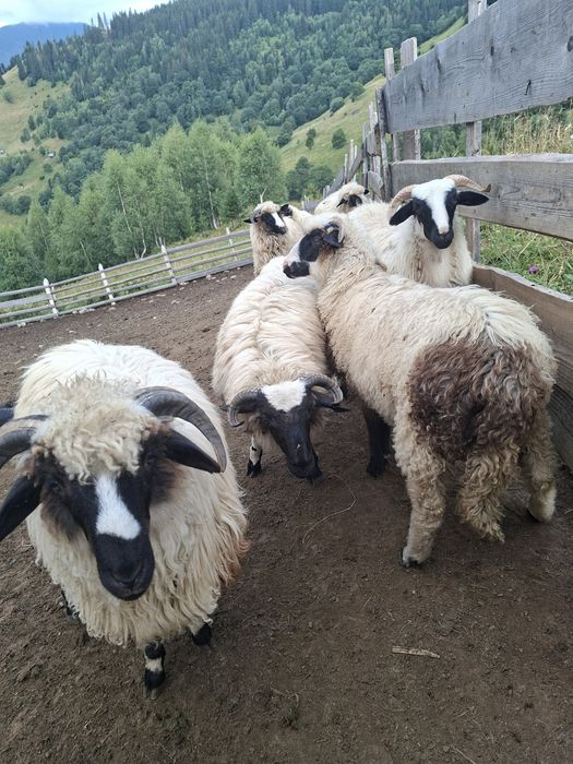 Vând 50 berbecuț si 8 mieluțe breze