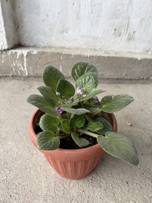 Цветы комнатные