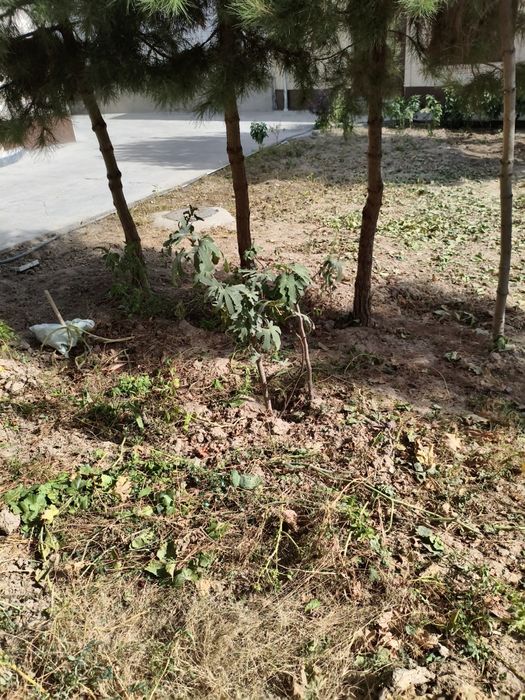 Инжир дерево анжир дарахт