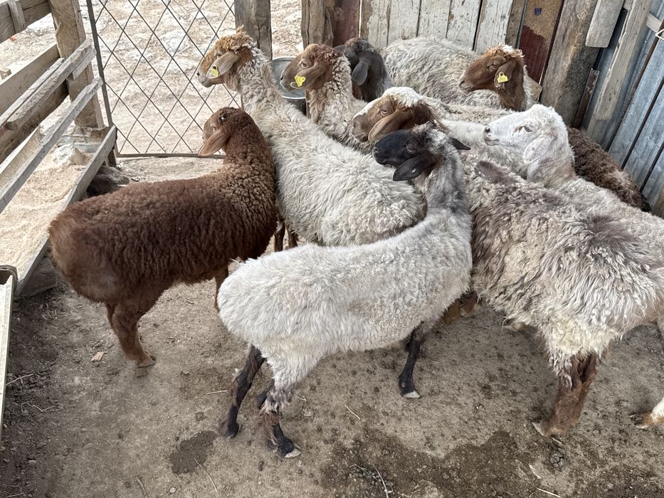 Кой сатамын. Аль Фараби районында