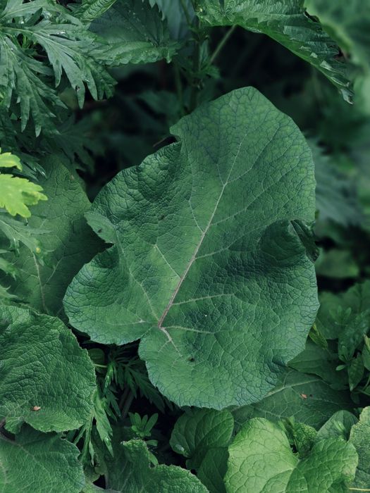 Сок лопуха майского