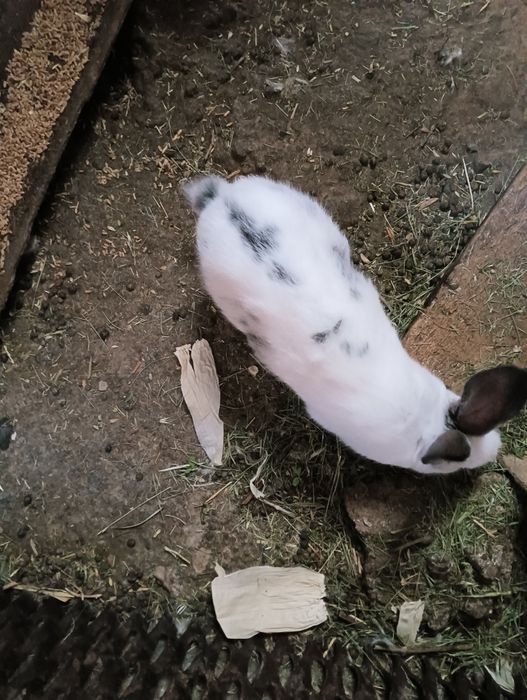 Продаются крольчата,  3 мес,по 3000т