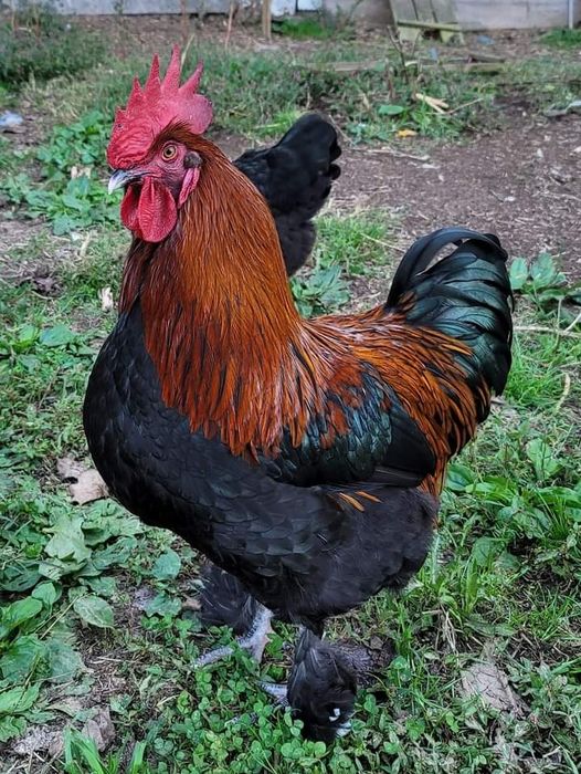 Разплодни яйца от Черен мед маран