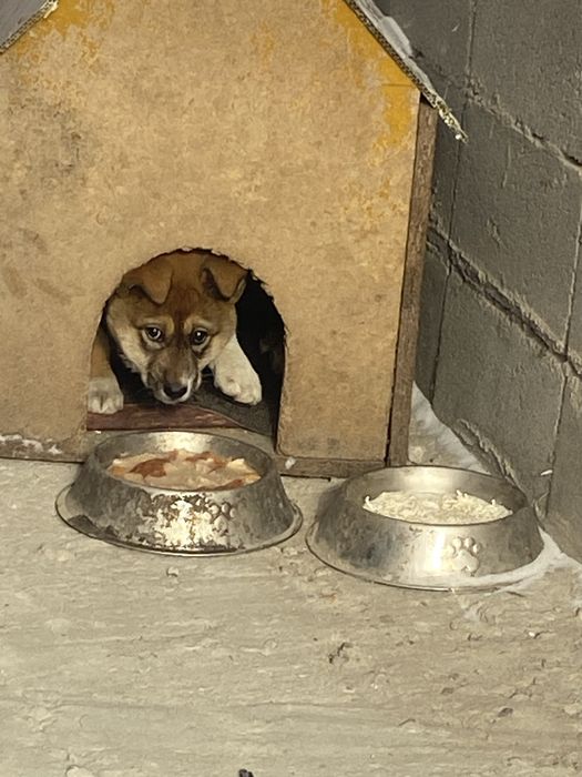 Красивая ласковая собачка