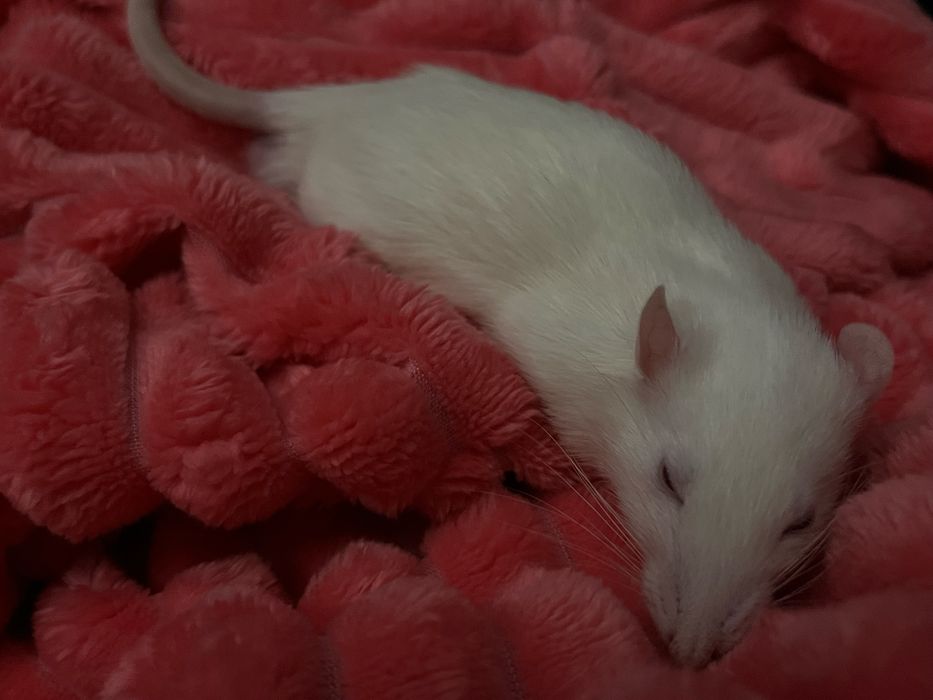 Продам 2 крыс мальчиков альбиносов