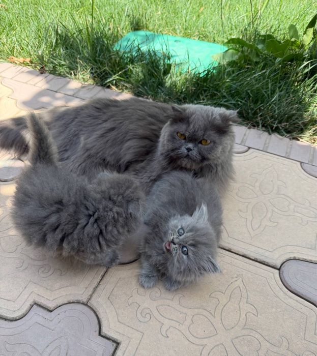Кошка шиншилла, породистый все , аккуратная