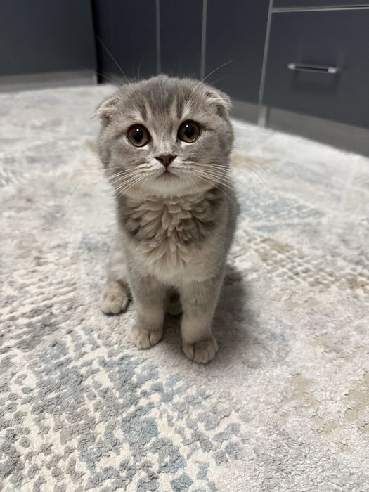 Срочно !!!Скоттиш фолд сотилади