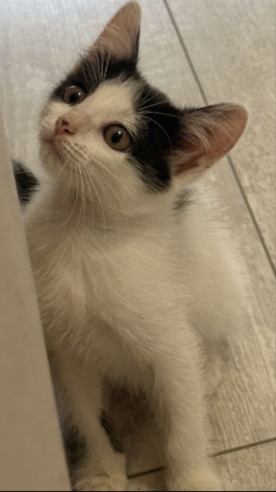 Котенок красивый