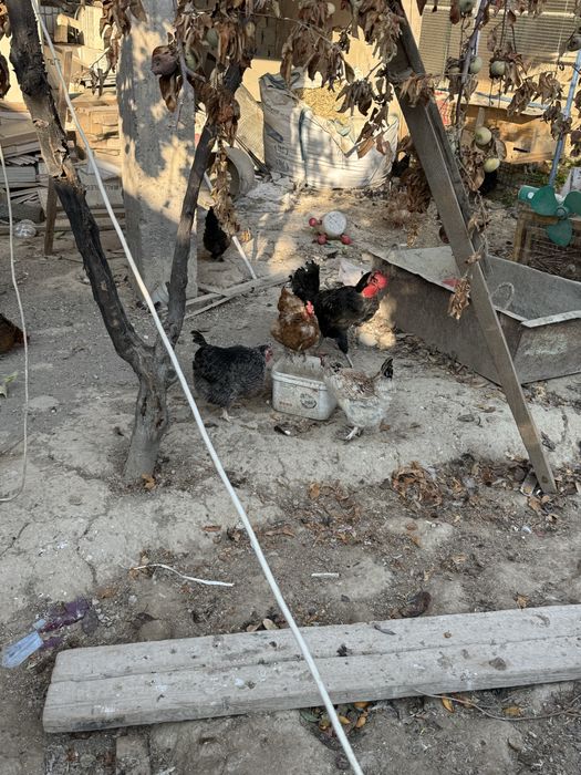 Uy tavuqlari sotiladi