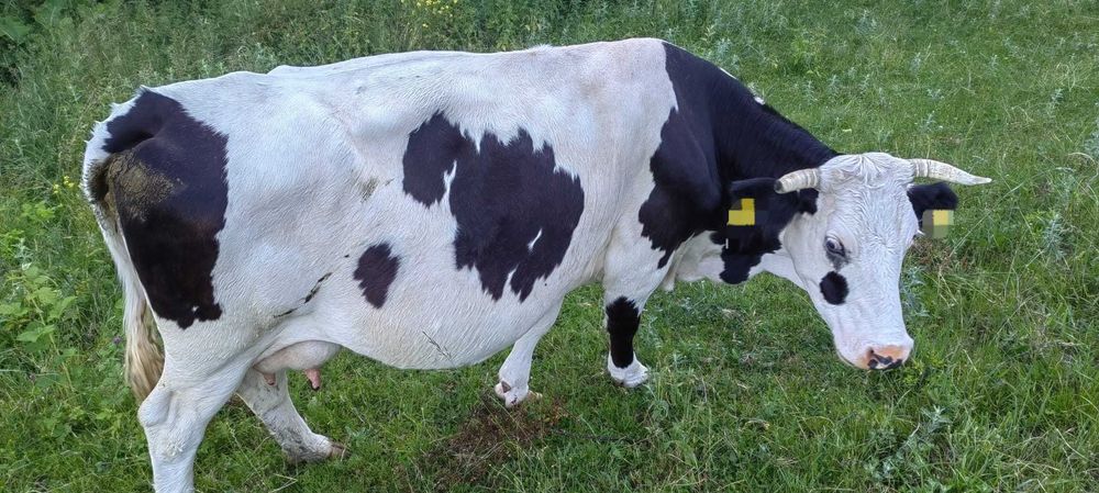 Vaca și juninca de vânzare