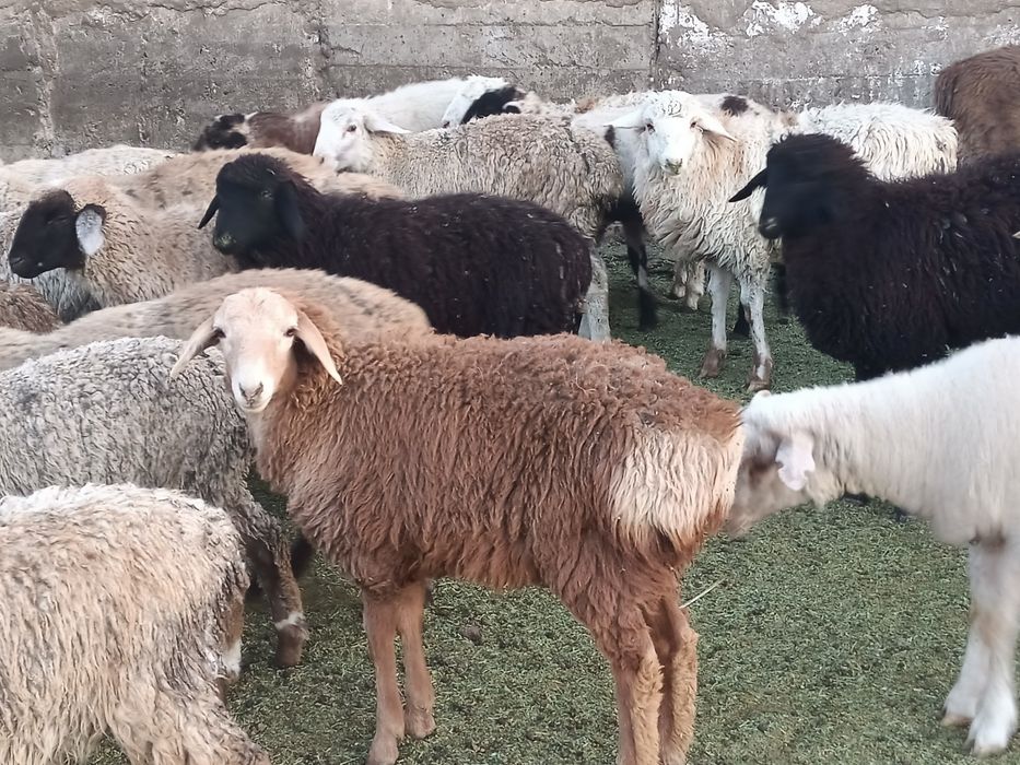 Тоқты семіз байланған