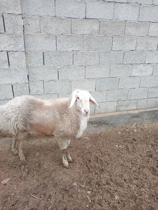 Кошкар, қой сатылады