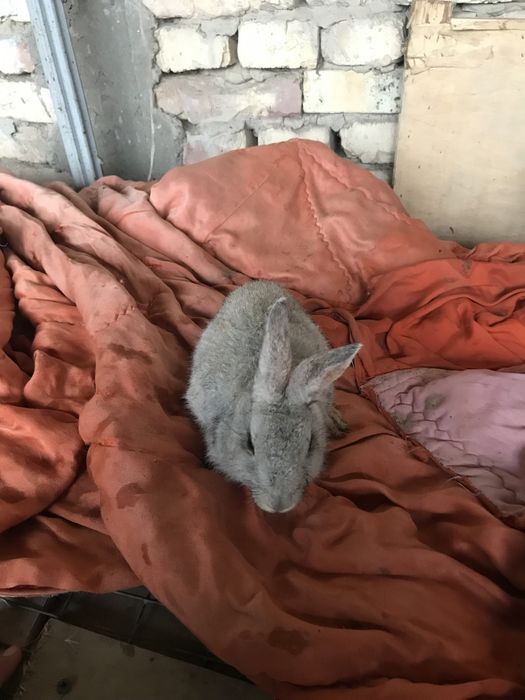 Quyon bolalari  kelishtirib beramiz