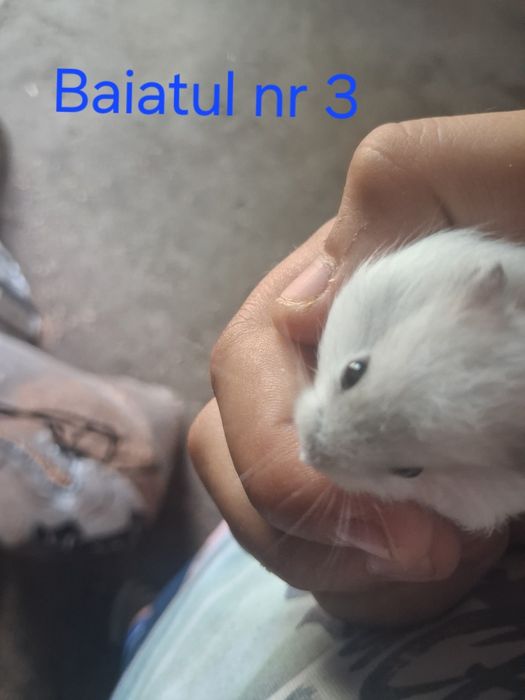 Vand pui de  hamsteri sirieni