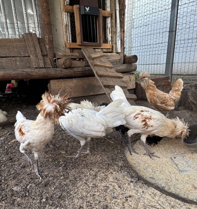 Motata olandeza Mii de flori