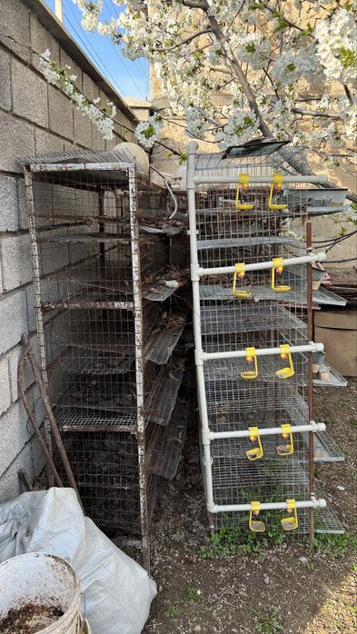 Клетки для перепелы, бодене сактауга тор