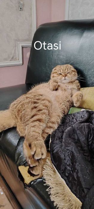 Продается котенок Scottish Fold