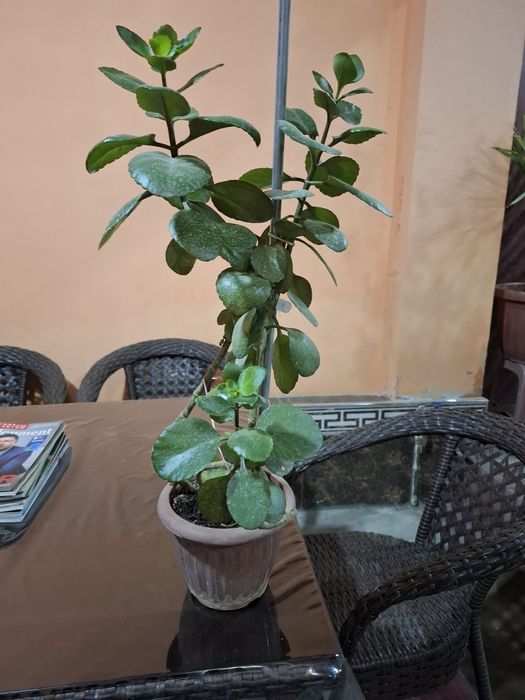 Калахоэ гули     .