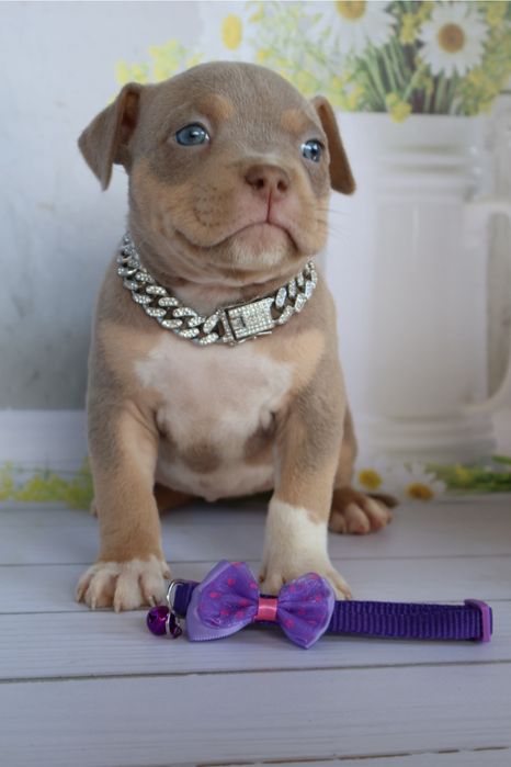 Американская булли