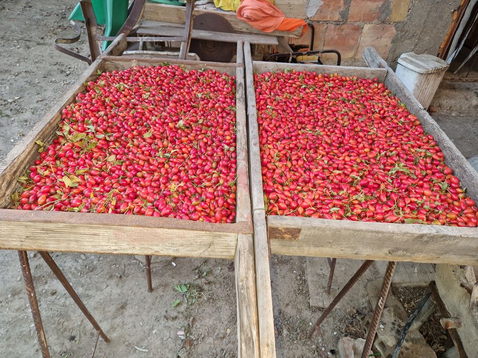 Домашен Шипков мармалад