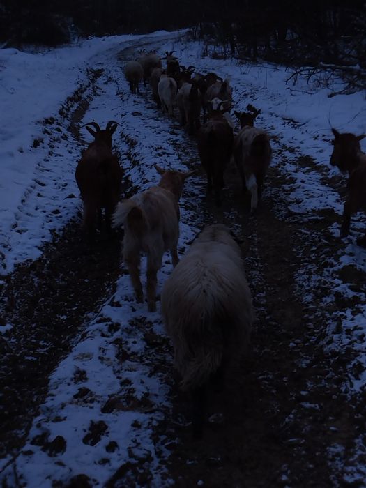 Vând 15 capre la a 3a Fătare și un cârlan de 6 luni