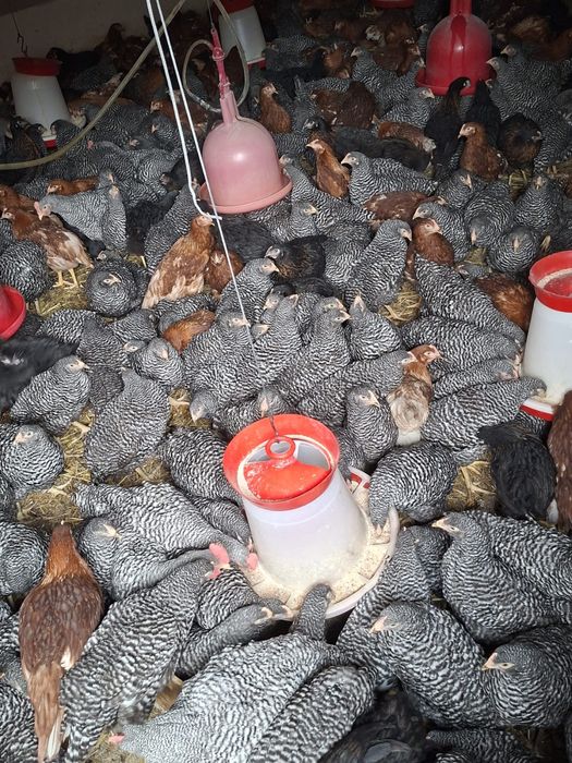 Puicuțe de ouă negre, roşii şi pestrițe