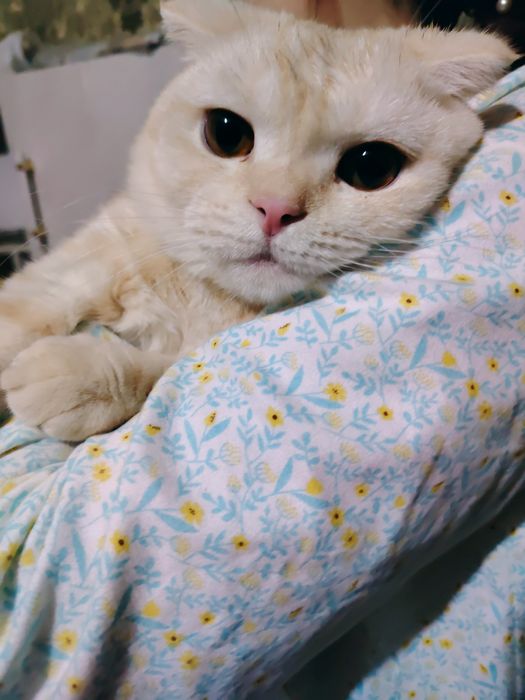 Porno yigit uxlayotgan gey yigitni sikdi