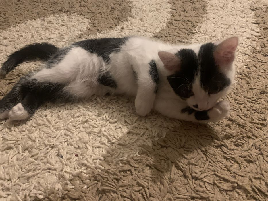 Отдам кошку в добрые руки