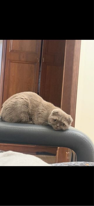 Шотландские  вислоухи