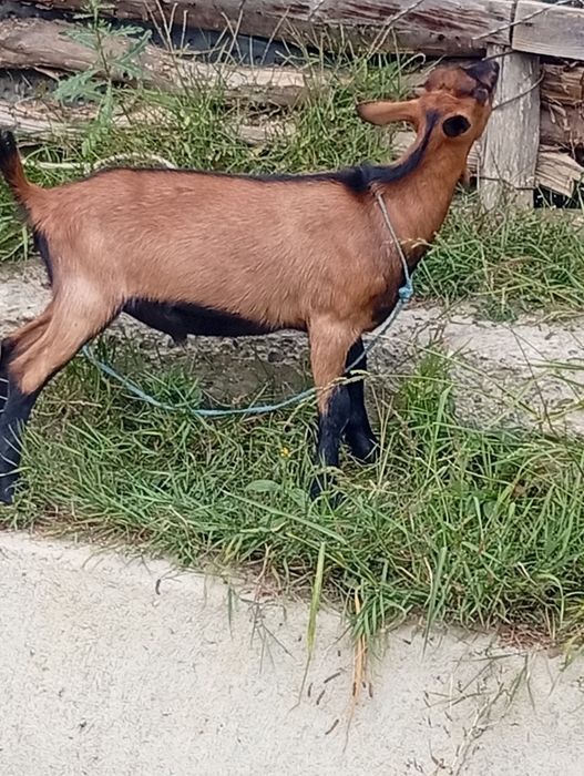 Vând capra alpina de lapte la prima fătare