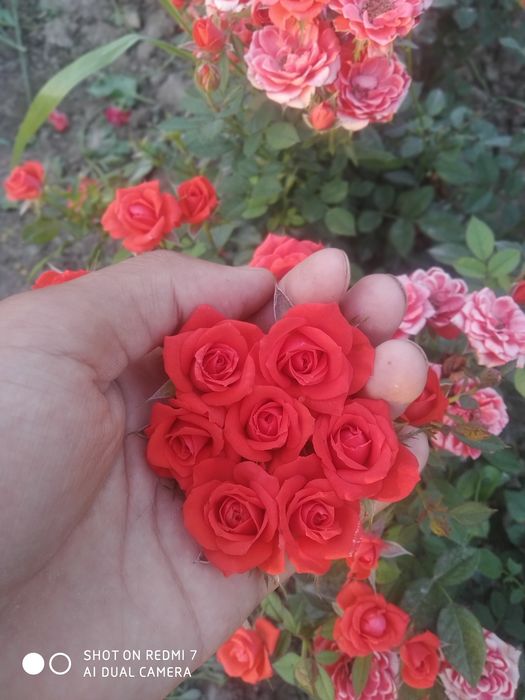 Pushti kichkina atirgullar